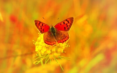 The Power of Transformation: The Butterfly or the Chrysalis?